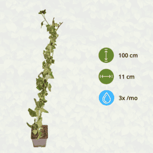 Hedera Hibernica – Klimop – Gestokt – ↨80 – 100 cm