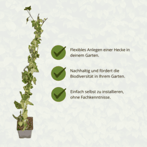 Hedera Hibernica &#8211; Klimop &#8211; Gestokt &#8211; ↨80-100 cm