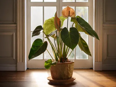 hoe oud wordt een anthurium