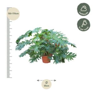 Philodendron Bipinnatifidum Cum Laude – Ø55cm – 160cm