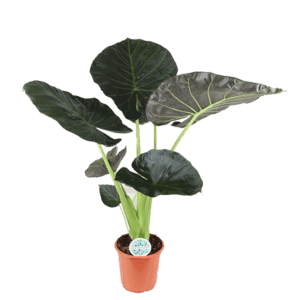 Alocasia Regal Shield Ø24cm – 110cm