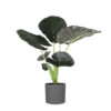 Alocasia Regal Shield Ø24cm – 110cm in Era ANTRACIET pot