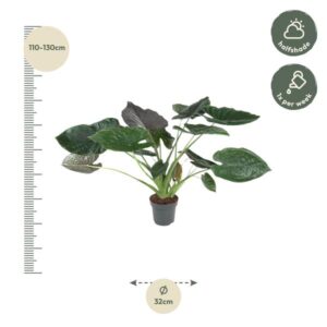 Alocasia Wentii – 120 cm – ø32