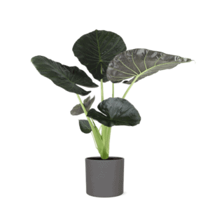 Alocasia Regal Shield Ø24cm – 110cm in Era ANTRACIET pot