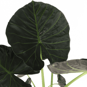 Alocasia Regal Shield Ø24cm – 110cm in Era ANTRACIET pot