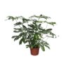 Philodendron Green Wonder XL – Ø45cm – 140cm