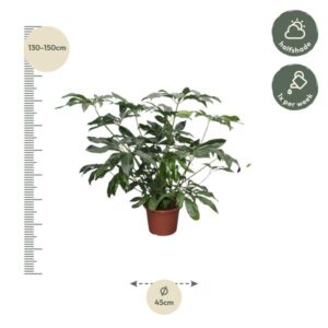 Philodendron Green Wonder XL – Ø45cm – 140cm