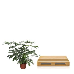 Philodendron Green Wonder XL – Ø45cm – 140cm