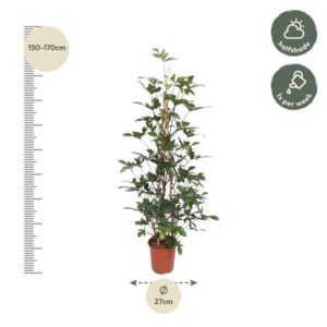 Philodendron Pedatum gaasrek – Ø27cm – 160cm