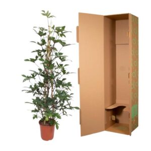 Philodendron Pedatum gaasrek – Ø27cm – 160cm