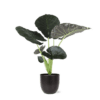 Alocasia Regal Shield Ø21cm – 100cm in Boule ANTRACIET pot