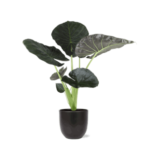 Alocasia Regal Shield Ø21cm – 100cm in Boule ANTRACIET pot