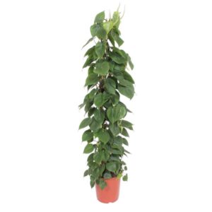 Philodendron Scandens gaasrek – Ø27cm – 150cm