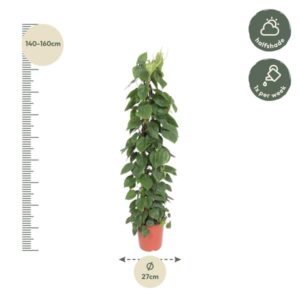 Philodendron Scandens gaasrek – Ø27cm – 150cm