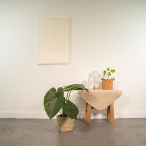 Alocasia Wentii – Ø19cm – 65cm + Mand Selin