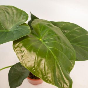 Alocasia Wentii – Ø19cm – 65cm + Mand Selin