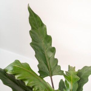 Alocasia Lauterbachiana – Ø19cm – 80cm + Mand Selin