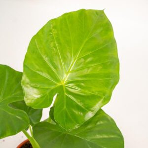 Alocasia Macrorrhiza – Ø19cm – 70cm + Mand Selin