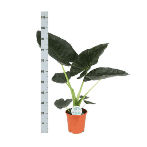 Alocasia Regal Shield Ø21cm – 100cm in Boule ANTRACIET pot