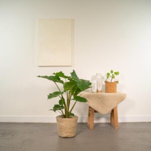 Alocasia Portodora – Ø21cm – 80cm + Mand Selin