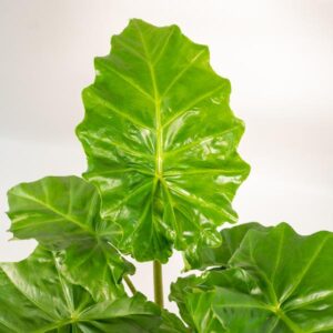 Alocasia Portodora – Ø21cm – 80cm + Mand Selin