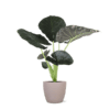 Alocasia Regal Shield Ø21cm – 100cm in Boule TAUPE pot