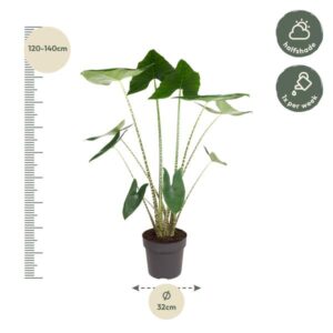 Alocasia Zebrina – 130 cm – ø32