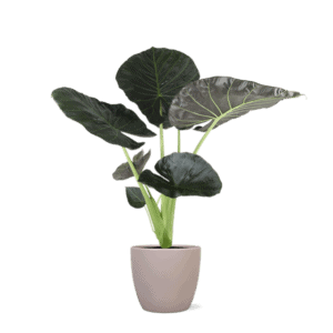 Alocasia Regal Shield Ø21cm – 100cm in Boule TAUPE pot