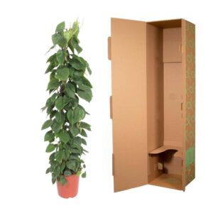 Philodendron Scandens gaasrek – Ø27cm – 150cm