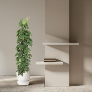 Philodendron Scandens gaasrek &#8211; Ø27cm – ↕150cm