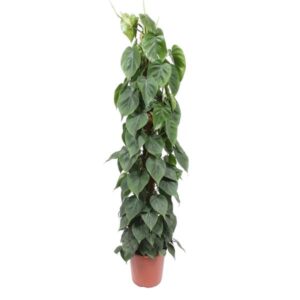 Philodendron Scandens mosstok – Ø27cm – 150cm