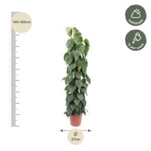 Philodendron Scandens mosstok – Ø27cm – 150cm