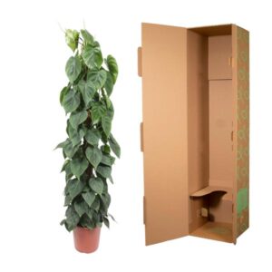 Philodendron Scandens mosstok – Ø27cm – 150cm