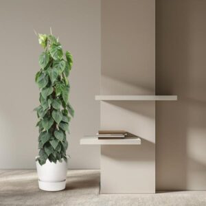 Philodendron Scandens mosstok – Ø27cm – 150cm