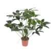 Philodendron Green Wonder – Ø27cm – 120cm