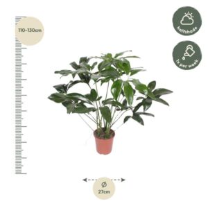 Philodendron Green Wonder – Ø27cm – 120cm