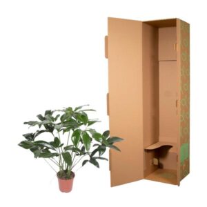 Philodendron Green Wonder – Ø27cm – 120cm