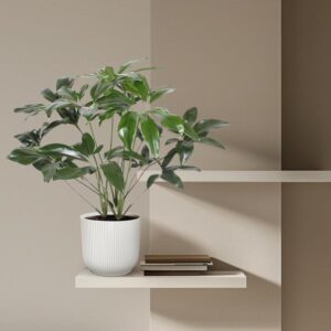 Philodendron Green Wonder – Ø27cm – 120cm