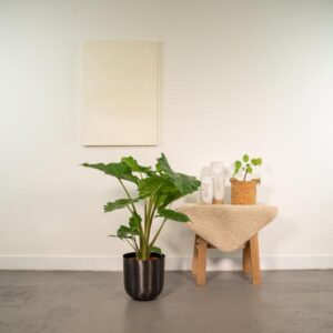 Alocasia Portodora – Ø21cm – 80cm + Pot Mayk Lead