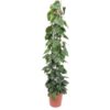 Philodendron Scandens gaasrek – Ø27cm – 160cm