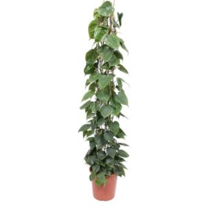 Philodendron Scandens gaasrek – Ø27cm – 160cm