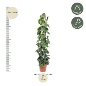 Philodendron Scandens gaasrek – Ø27cm – 160cm