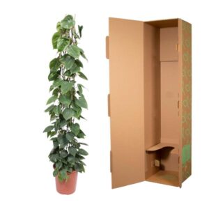 Philodendron Scandens gaasrek – Ø27cm – 160cm