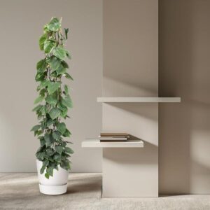 Philodendron Scandens gaasrek – Ø27cm – 160cm