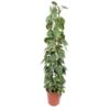 Philodendron Scandens Brasil gaasrek – Ø30cm – 160cm