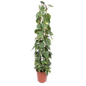 Philodendron Scandens Brasil gaasrek – Ø30cm – 160cm