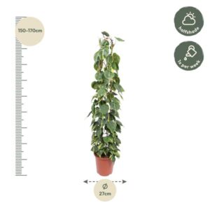 Philodendron Scandens Brasil gaasrek – Ø30cm – 160cm