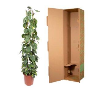 Philodendron Scandens Brasil gaasrek – Ø30cm – 160cm