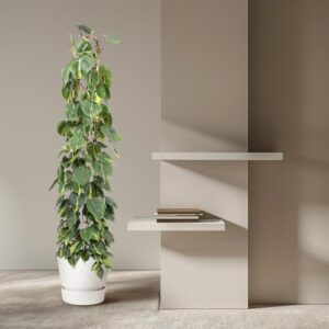 Philodendron Scandens Brasil gaasrek – Ø30cm – 160cm