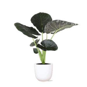 Alocasia Regal Shield Ø21cm – 100cm in Boule WIT pot